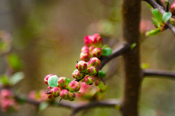 Blossoming of plum flowers in spring time with green leaves. Beautyful background with branch with white flowers.