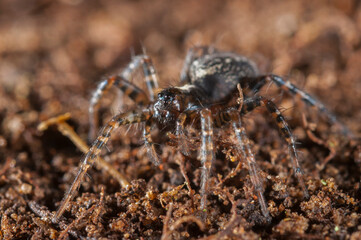 Agelenidae spider