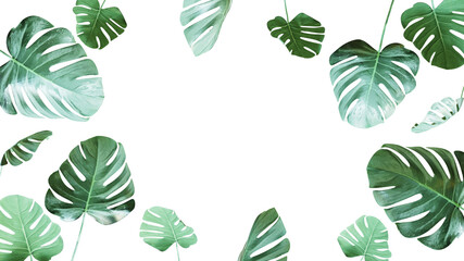 set of leaves with white empty space, copy space for text