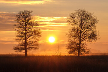 Sonne, Nebel und Bäume