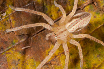 Green huntsman spider (Micrommata virescens).
