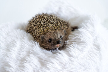 Cute happy wild hedgehog lying on soft blanket and smiling on a white background. Prickly animal resting and posing on bed. Protection and domestication of forest animals. Space for text. Copy space