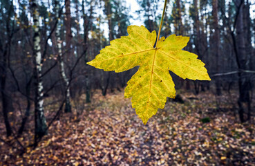 Yellow maple leaf and path in the forest during fall