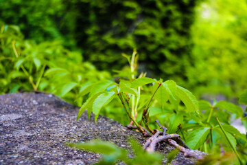 Young grass and plant grow near the concrete path in summer or spring.