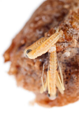 Birth of european common mantis (Mantis religiosa) juveniles from the ootheca, Tuscany, Italy.