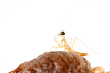 European common mantis (Mantis religiosa) juvenile on white background, Tuscany, Italy.