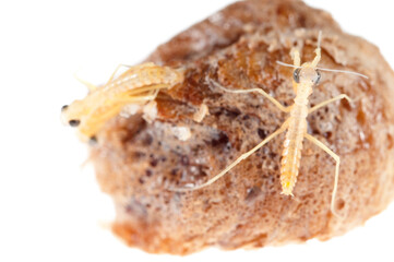 Birth of european common mantis (Mantis religiosa) juveniles from the ootheca, Tuscany, Italy.