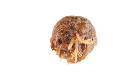 Birth of european common mantis (Mantis religiosa) juveniles from the ootheca, Tuscany, Italy.