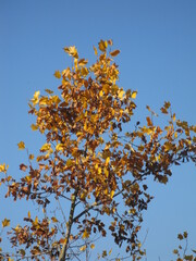 Goldene Herbstblätter