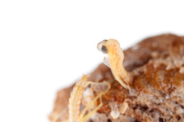 Birth of european common mantis (Mantis religiosa) juveniles from the ootheca, Tuscany, Italy.