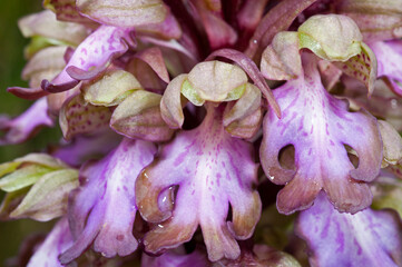 Fototapeta na wymiar Robert orchid (Himantoglossum robertianum), Liguria, Italy.