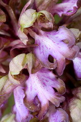 Robert orchid (Himantoglossum robertianum), Liguria, Italy.