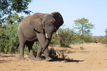 Fototapeta premium Afrikanischer Elefant / African elephant / Loxodonta africana