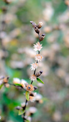 Floral summer spring background. Light air delicate artistic image.