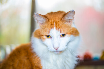 Orange and white cat with lighted background indoors eyes down