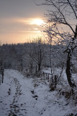 Evening winter landscape. Trees in the snow