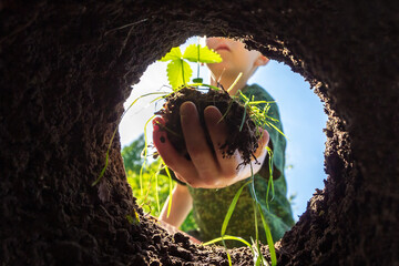 Child plants plant in hole in backyard. Gardening and planting tree or seedling in fertile soil....