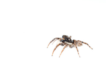 Jumping spider (Menemerus semilimbatus) on white background, Italy.