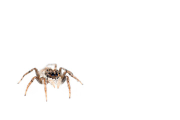Jumping spider (Menemerus semilimbatus) on white background, Italy.