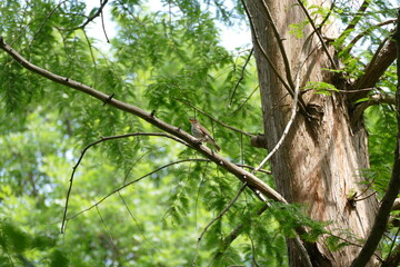 Obraz premium tree in the forest
