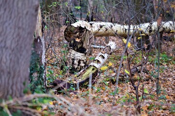 A fallen birch in the deciduous forest
