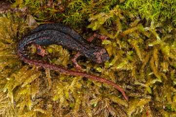 Northern spectacled salamander (Salamandrina perspicillata), ligurian apennines, Italy.