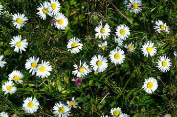 Spring, spring, oh it's you !!!The first signs of spring in Poland .Daisies in the meadow.
