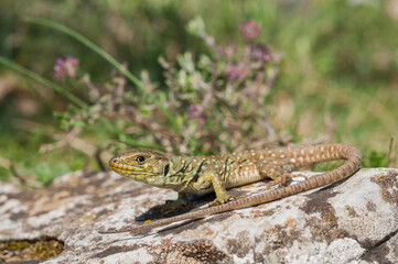 Ocellated lizard (Timon lepidus) juvenile, Liguria, Italy.