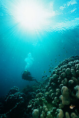 Fototapeta na wymiar Underwater sealife images