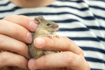 man holds a caught field mouse in his hands. little scared rodent in the hands