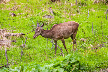 Roe-deer or deer in the wild in a clearing.