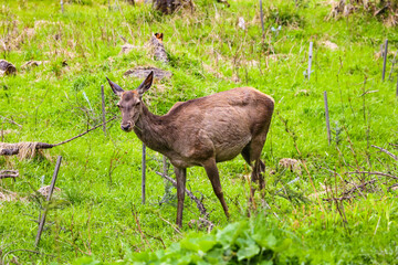 Naklejka na ściany i meble Roe deer or deer graze in the forest in the wild.