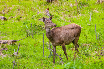 Roe-deer or deer in the wild in a clearing.