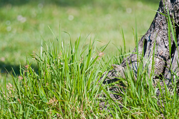 Ocellated lizard (Timon lepidus) in a golf course, Liguria, Italy.