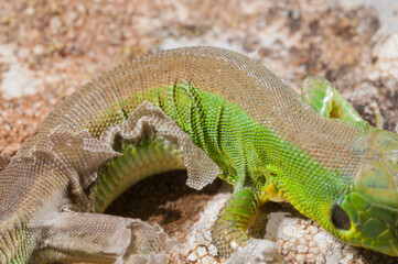 Western green lizard (Lacerta bilineata) juvenile shedding skin, Italy.