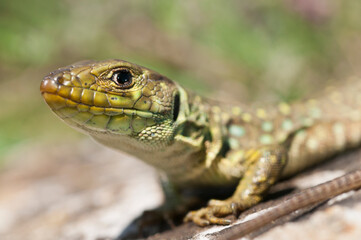 Ocellated lizard (Timon lepidus) juvenile portrait, Liguria, Italy.
