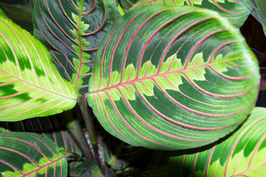 A beautiful sheet of arrowroot with stripes.