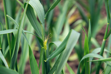 Ripening bearded barley on a cloudy day.