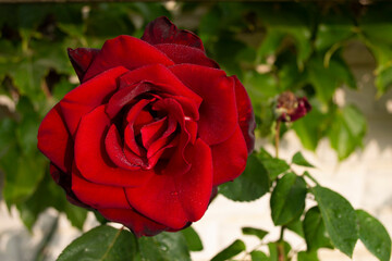 Red rose with delicate petals on a background of green leaves.