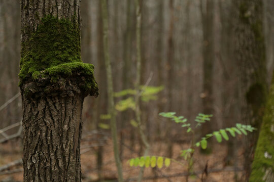 Close up view of knarled bark with moss on top of gnarl.