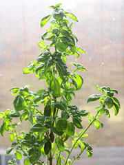 Basil Plant 