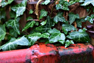 Close up of ivy on a wooden pole besides red iron