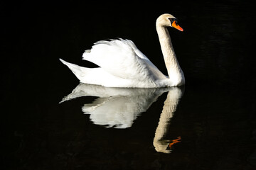 Fototapeta premium Swan portrait on dark background