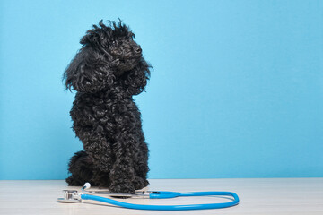 black fluffy toy poodle and stethoscope on a blue background