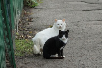 Naklejka na ściany i meble two big beautiful cats sit and look on the gray asphalt road on the street