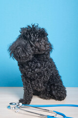 black fluffy toy poodle and stethoscope on a blue background