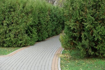 part of an alley of gray paving slabs among green grass and conifers in a park