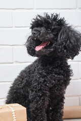 The small black puppy of a poodle with New Year's gifts