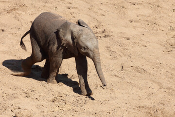 Afrikanischer Elefant / African elephant / Loxodonta africana.