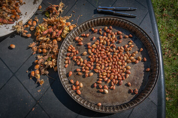 Goxwiller, France - 09 08 2020: Hazelnuts picked from the garden